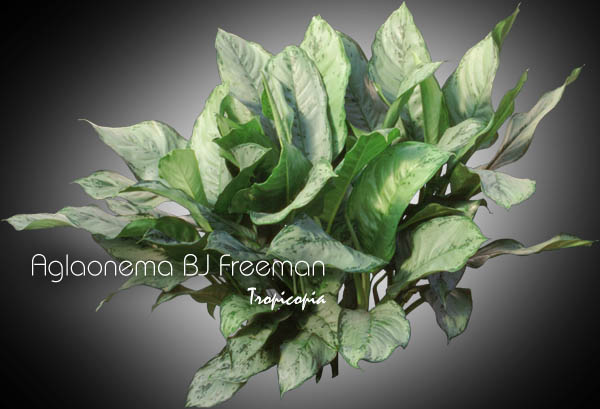 Aglaonema - Aglaonema 'BJ Freeman' - Chinese Evergreen